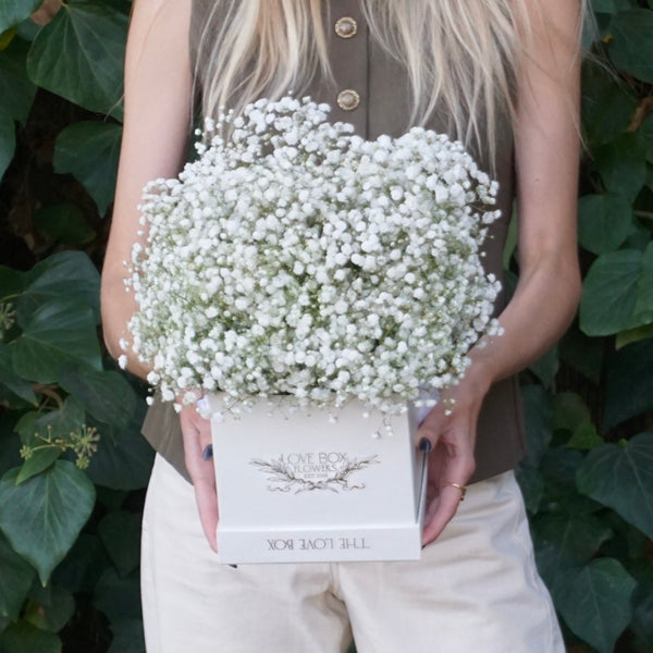 Pure Baby's Breath in Medium Box