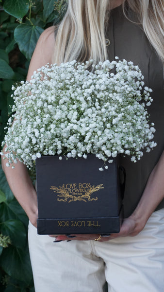 Pure Baby's Breath in Medium Box