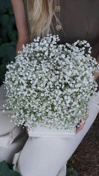 Pure Baby's Breath in Medium Box