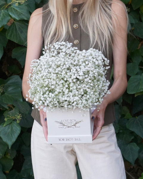 Pure Baby's Breath in Medium Box