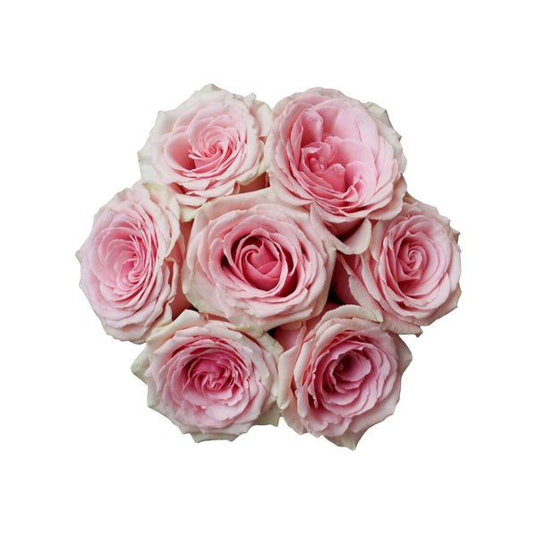 Pink Roses in Illustrated Mini Box